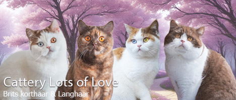 Banner Lots of Love