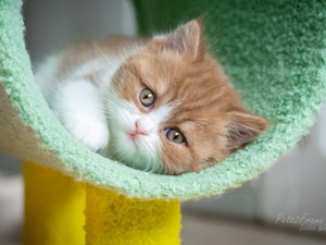 Photogallery A nest
