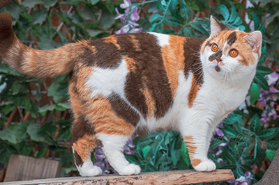 Xena
